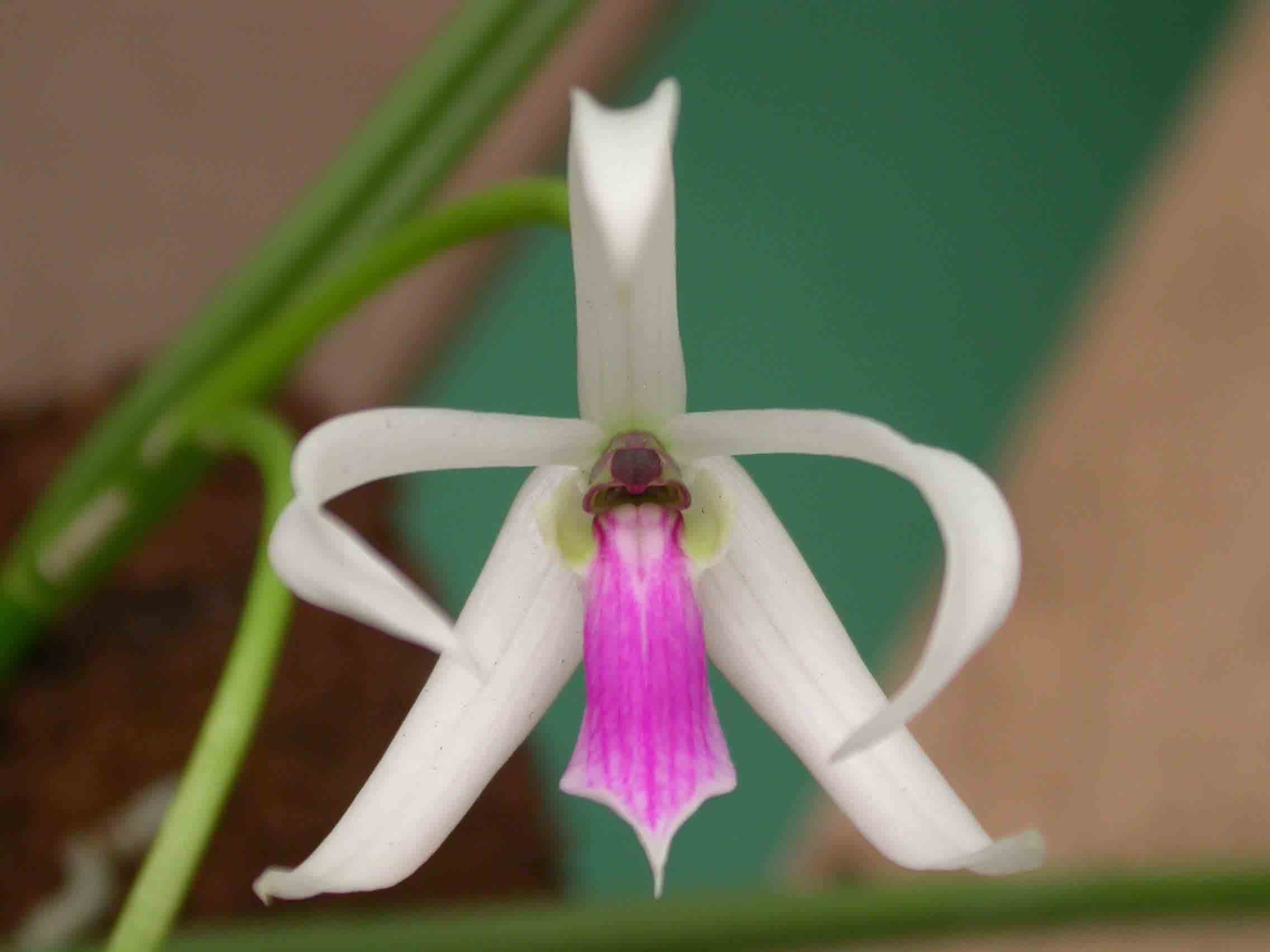 Leptotes bicolor: Orquídea miniatura 3