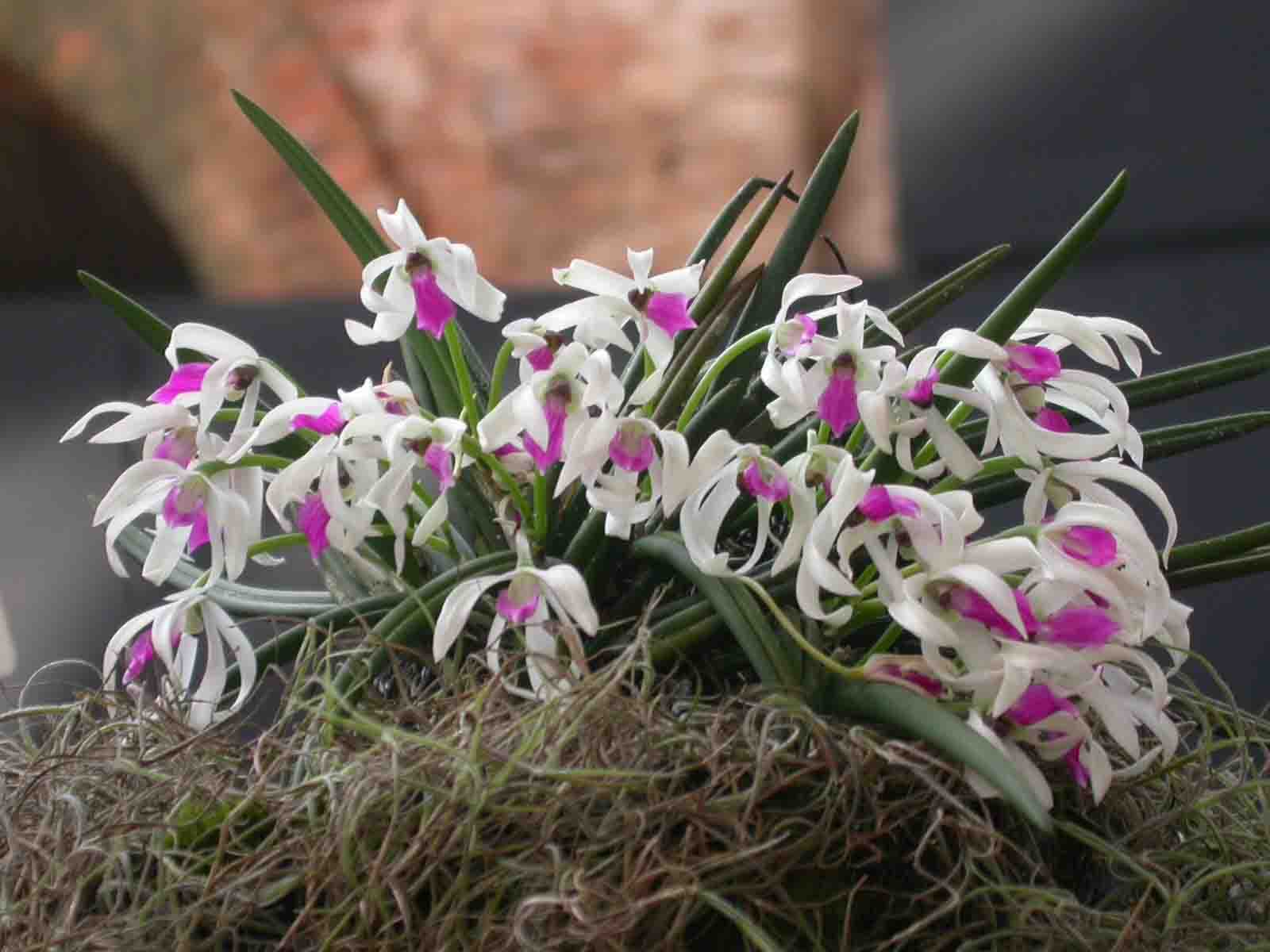 con delicadas flores de dos tonalidades con un aroma irresitible.
