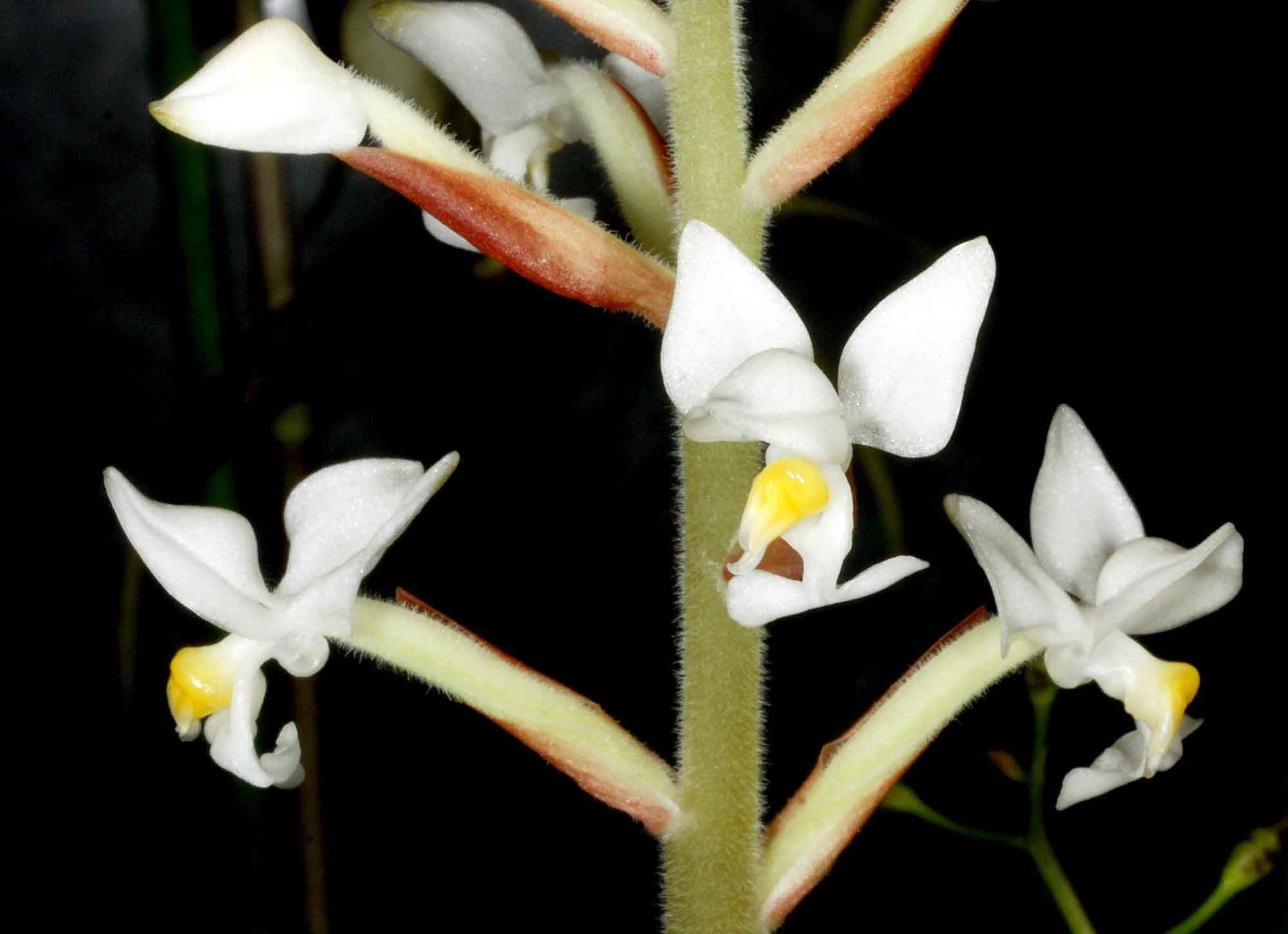 Ludisia discolor: Orquídea joya de gran tamaño 2