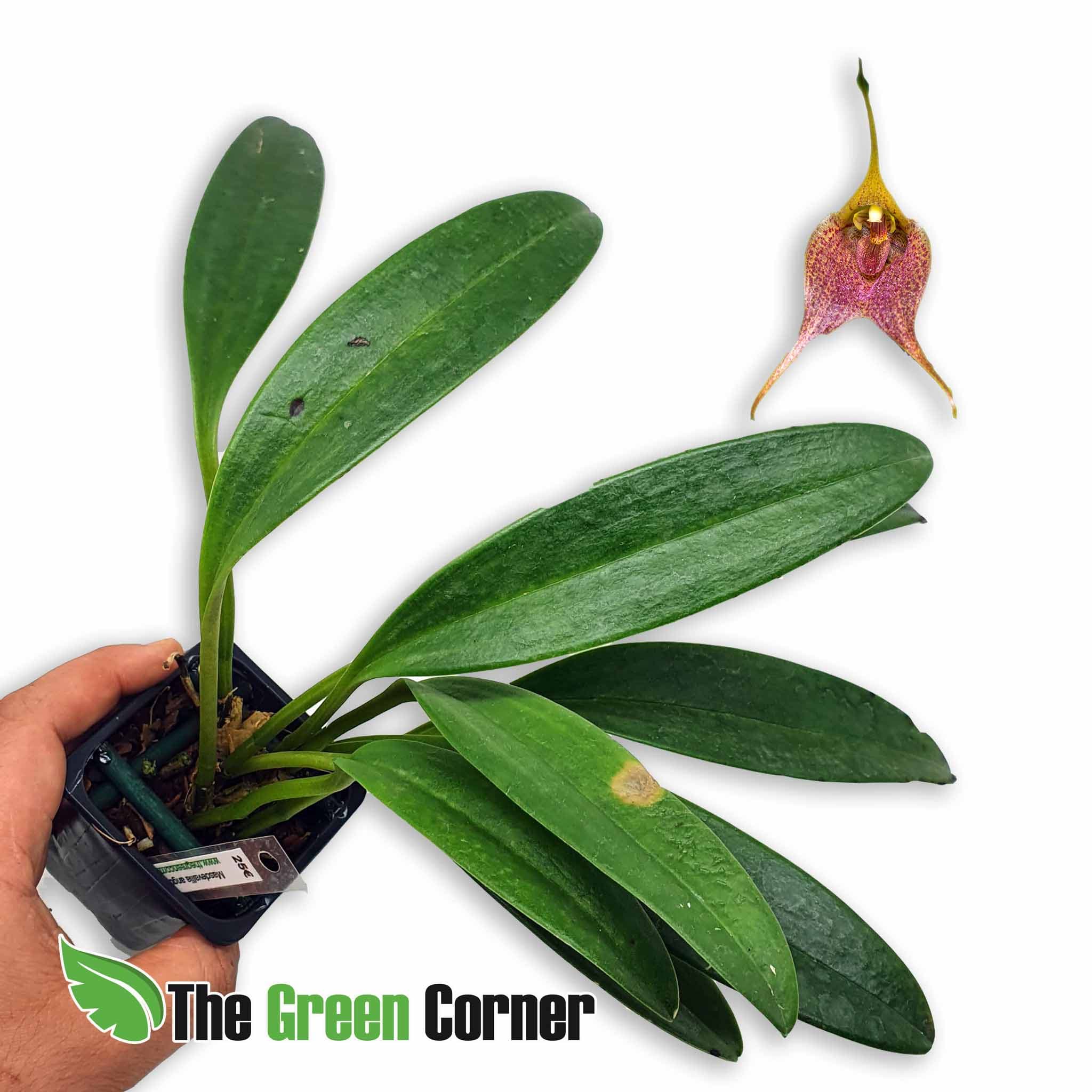 Masdevallia angulata: Preciosa Orquídea llegada directamente desde Ecuador