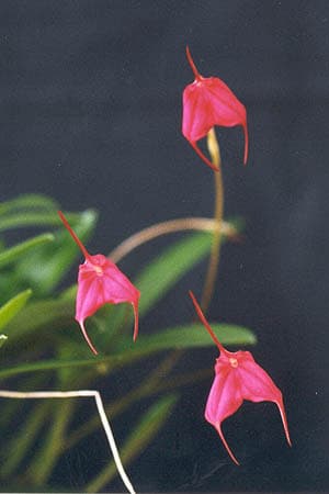 Masdevallia Barleana: Orquídea de pequeño tamaño 3