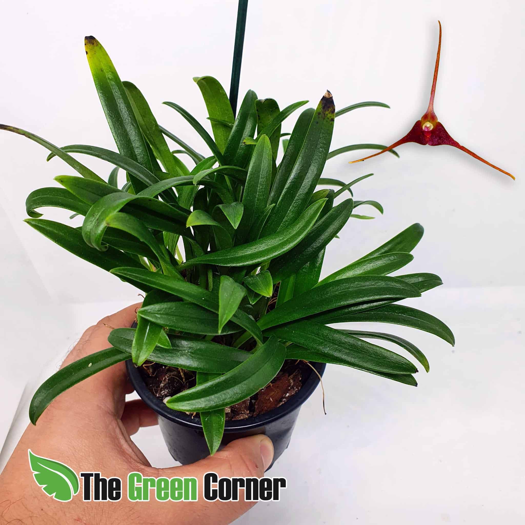 Masdevallia Herradurae: Una impresionante Orquidea del genero Masdevallia
