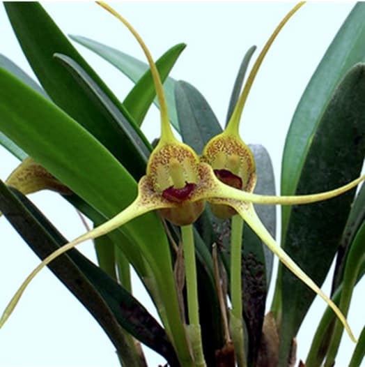 Masdevallia peristeia: Orquídea de tamaño medio 4