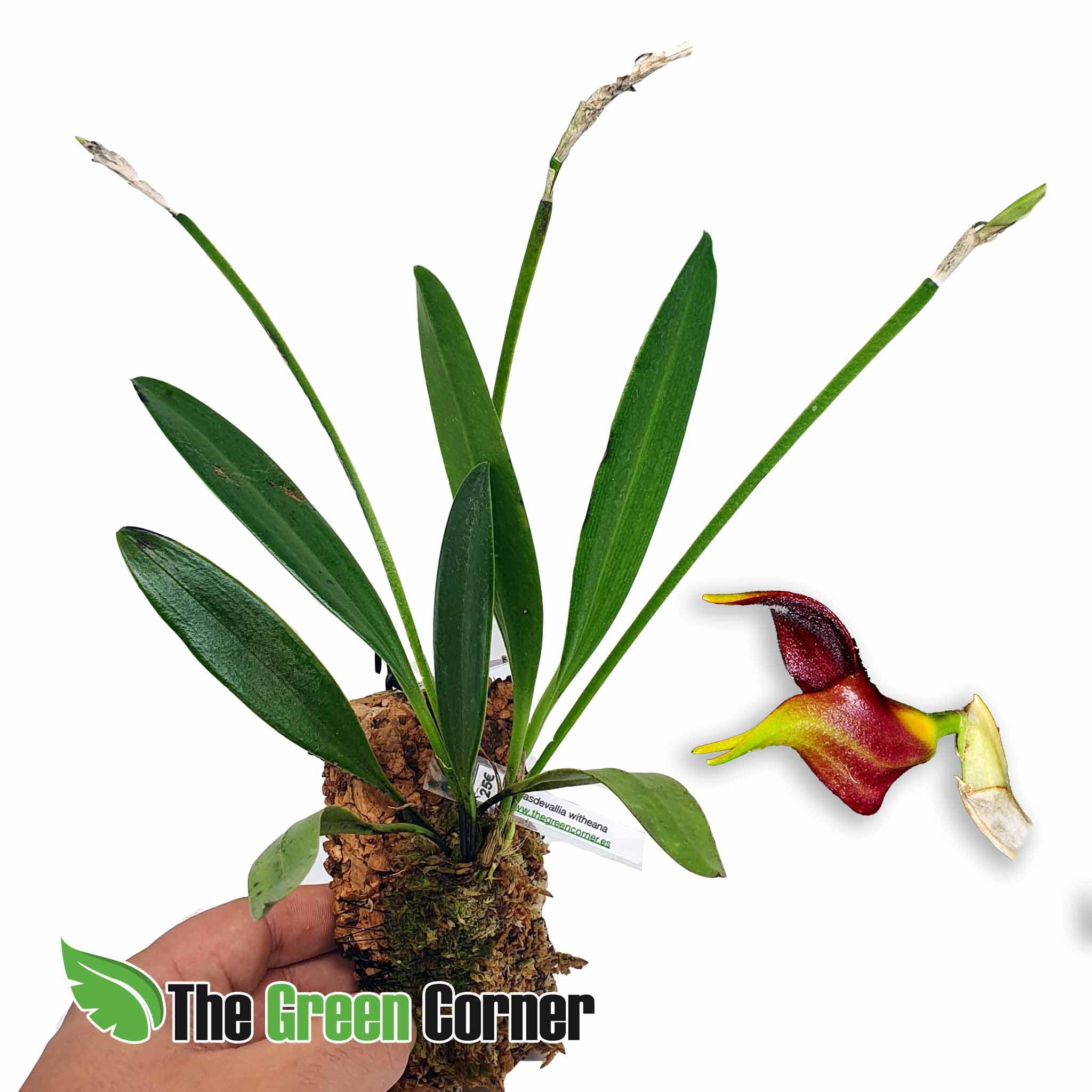 Masdevallia whiteana: Preciosa Orquídea de nuestro productor de Ecuador. Una autentica rareza que no deja indiferente a nadie. Impresionante