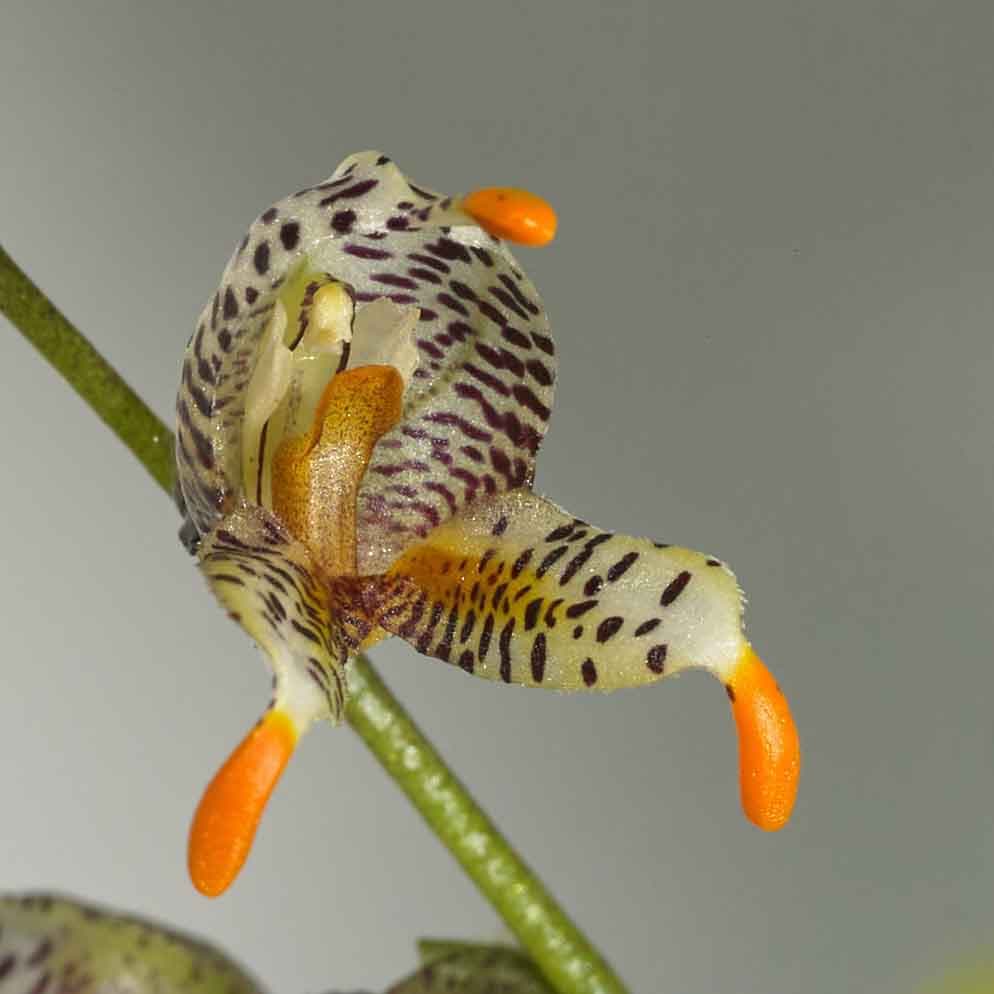  Masdevallia pachyura. Una Orquídea miniatura con una floración impresionante. Amplia tu colección de orquídeas de la mano de The Green Corner