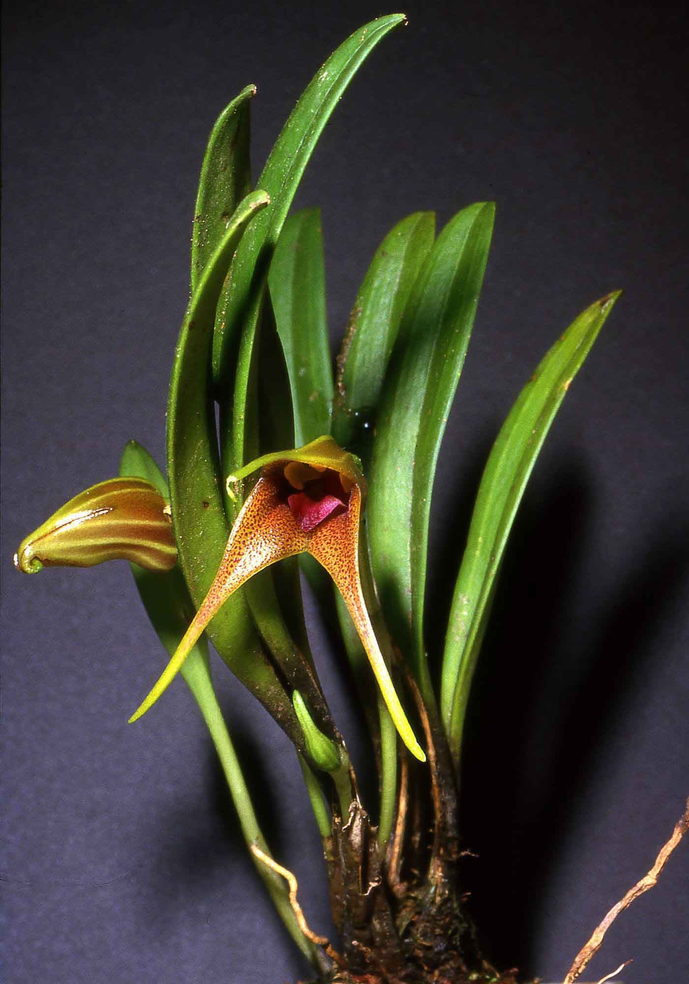 Masdevallia peristeia: Preciosa Orquidea del genero Masdevallia