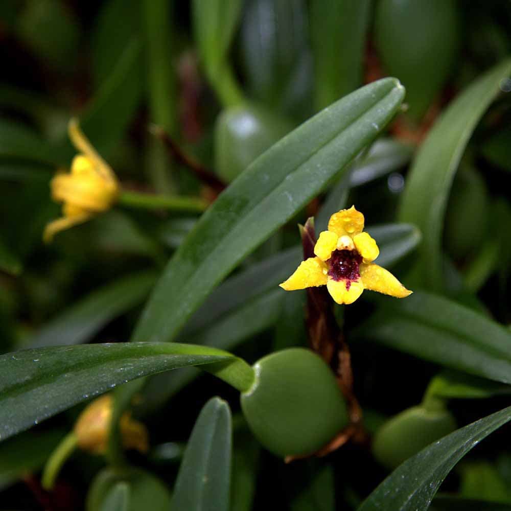 Maxillaria variabilis. Impresionante Orquídea de tamaño medio con una floración muy particular. Una opción diferente para tu colección.