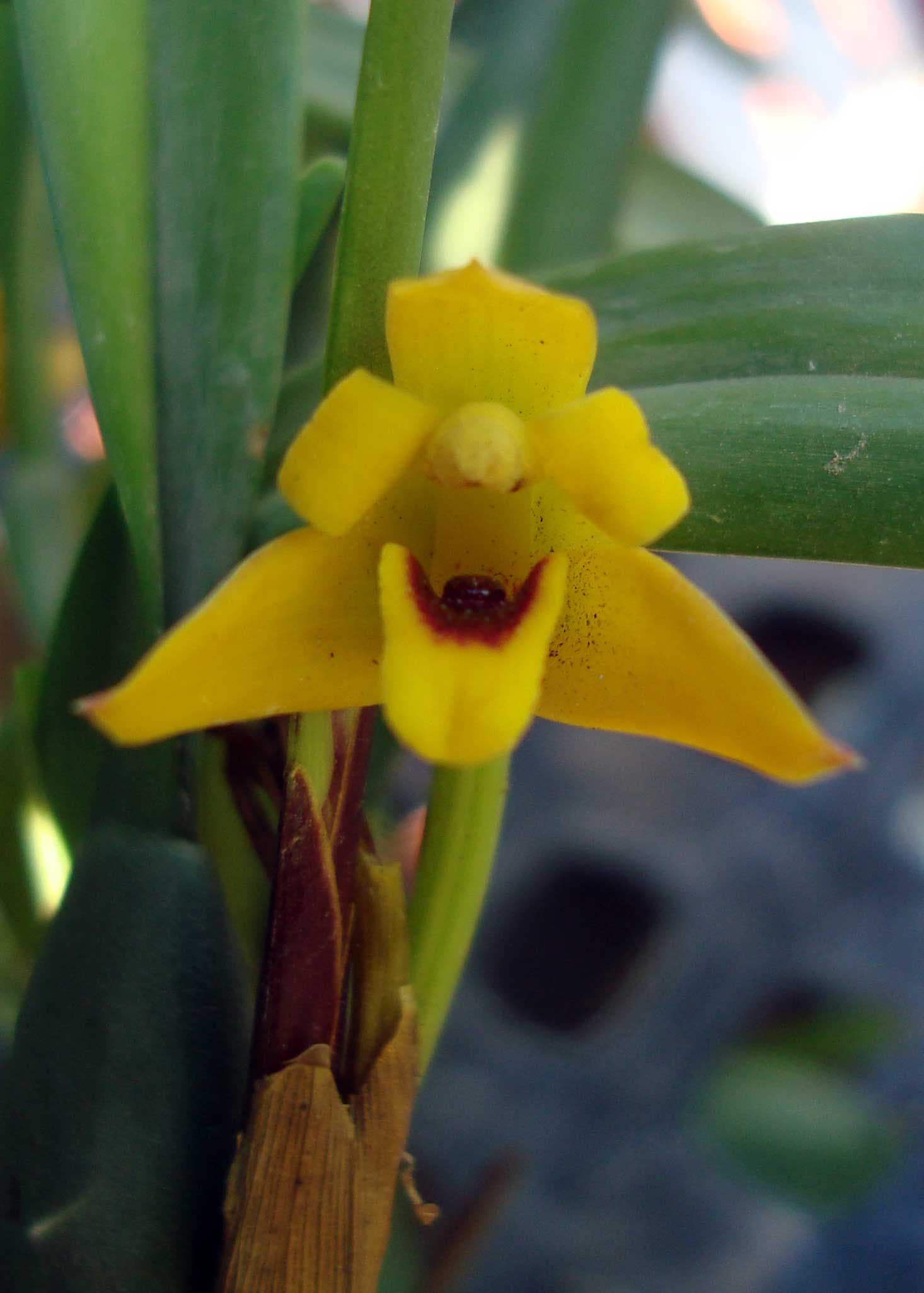 Maxillaria variabilis (Ejemplar grande) 2