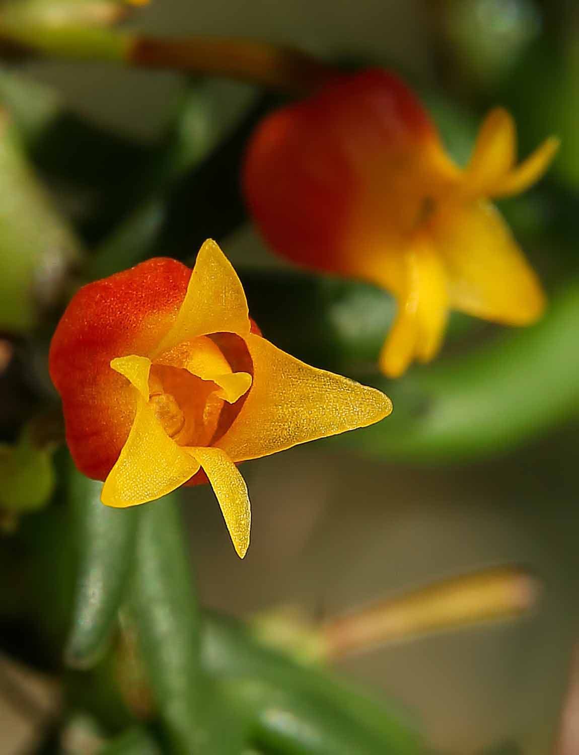 Mediocalcar Decoratum 2