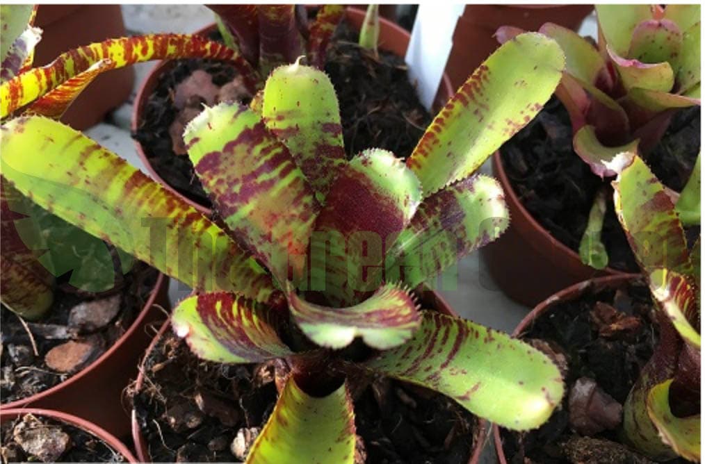 perfecta para terrarios y entornos tropicales. Una coloración fantástica.