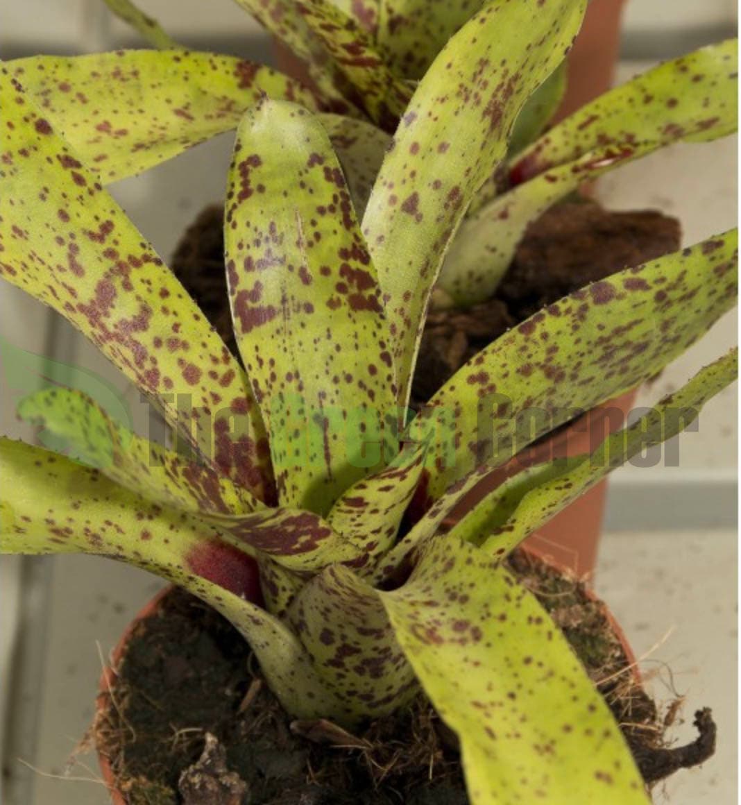 Neoregelia Little Brother 3