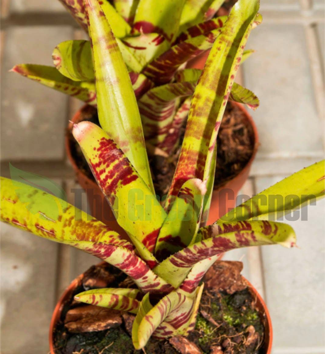 Neoregelia Screaming Tiger. especie de la familia de las Bromelias