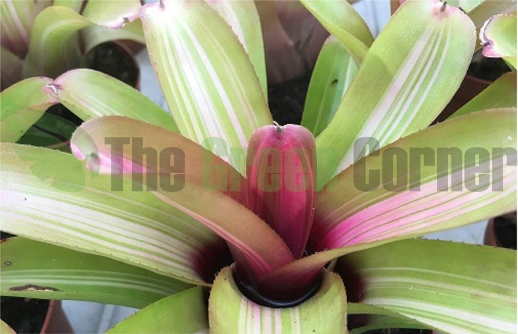 Neoregelia See No Evil 3