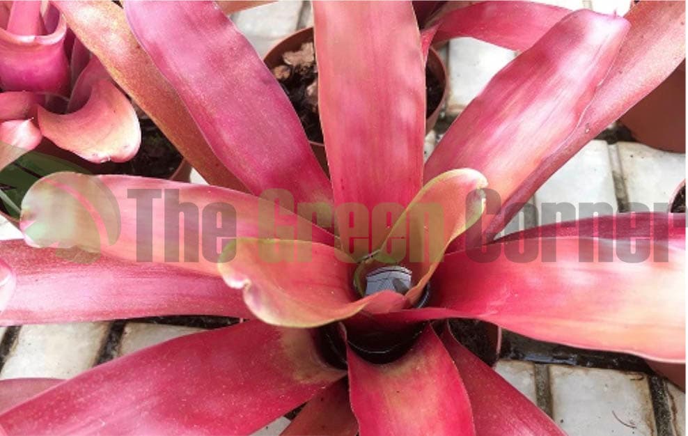 perfecta para terrarios y entornos tropicales. Una coloración fantástica.
