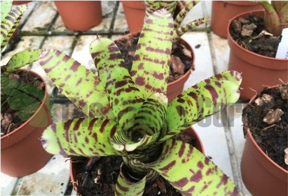 perfecta para terrarios y entornos tropicales. Una coloración fantástica.