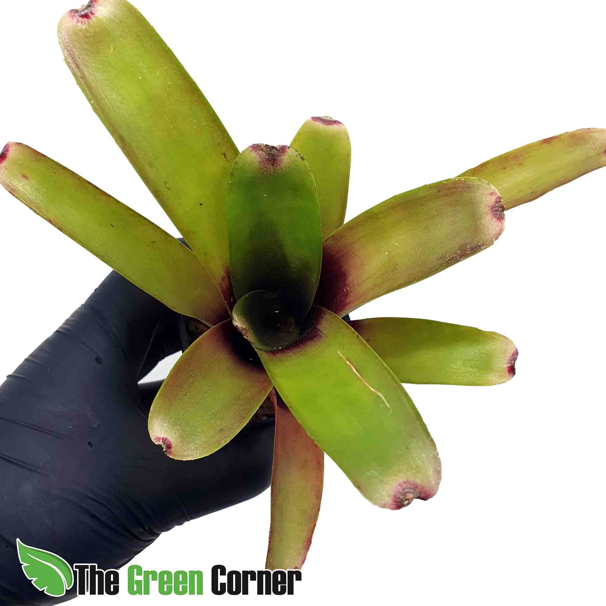 Neoregelia Amandae: Preciosa especie con tonalidades rojas