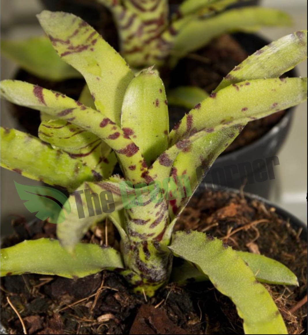 Neoregelia Babe 2