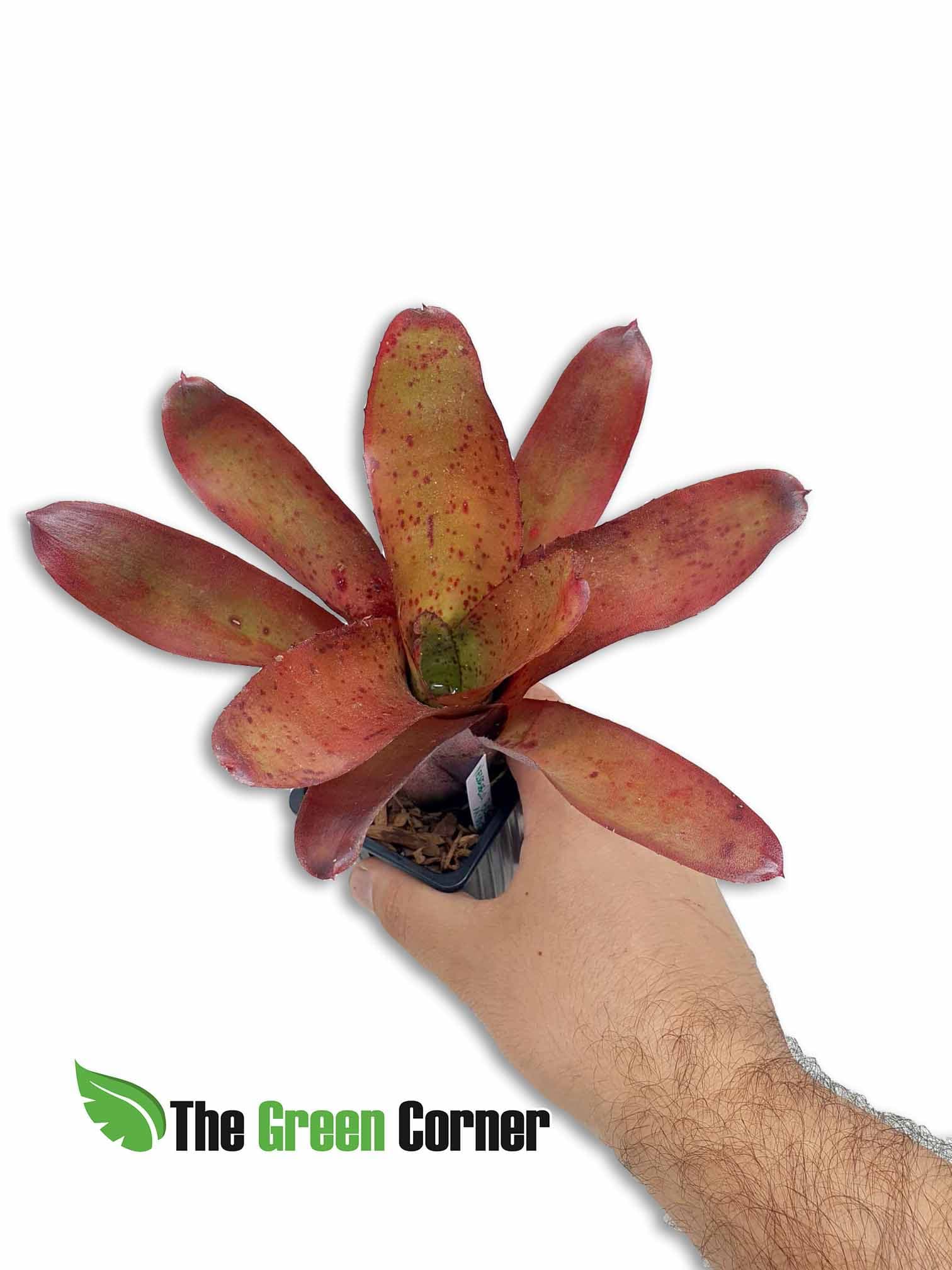 Neoregelia Brazil: Espectacular neoregelia de tonos verdes y rojos