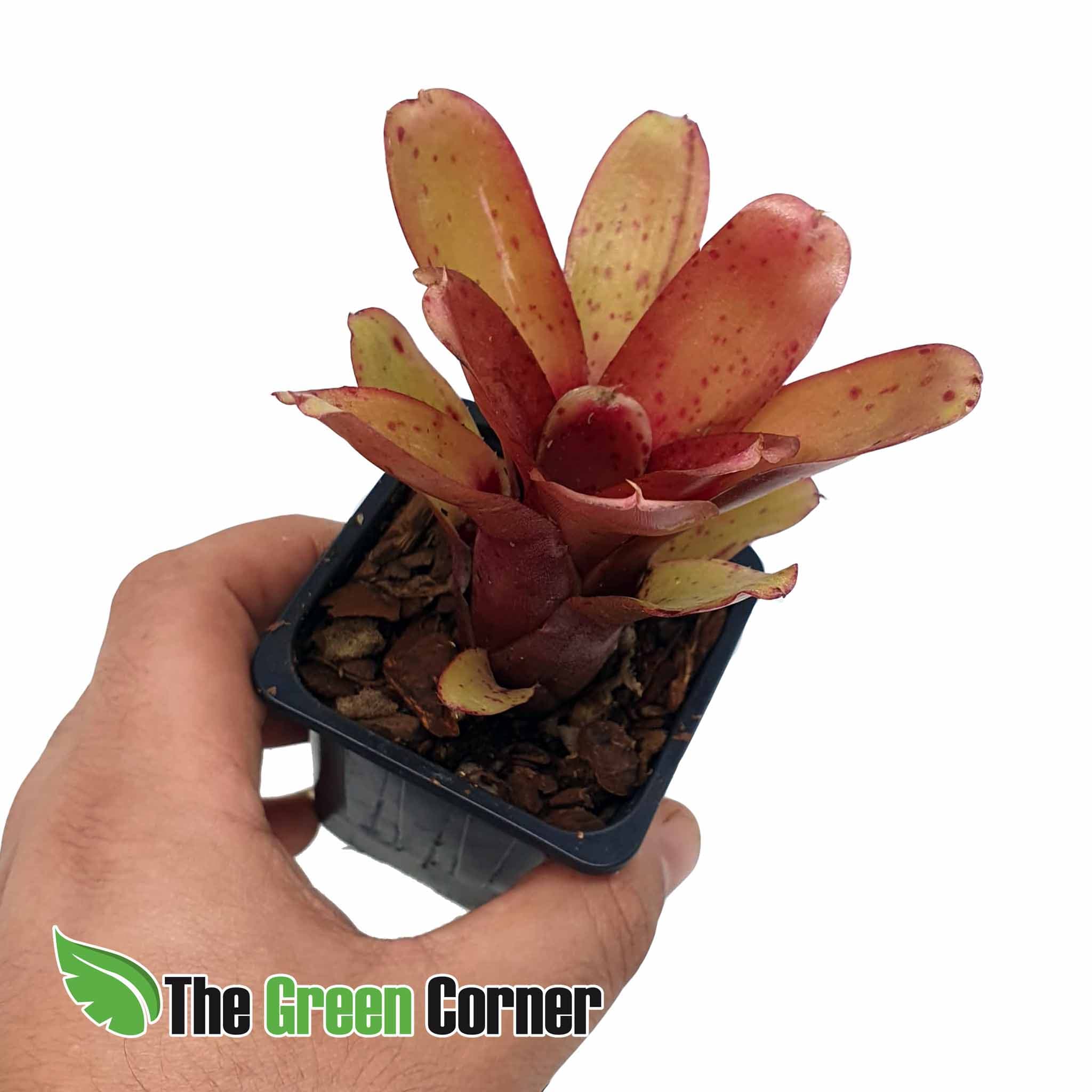 Neoregelia Chiquita Linda: Preciosa variedad de Neoregelia con una coloracion impresionante