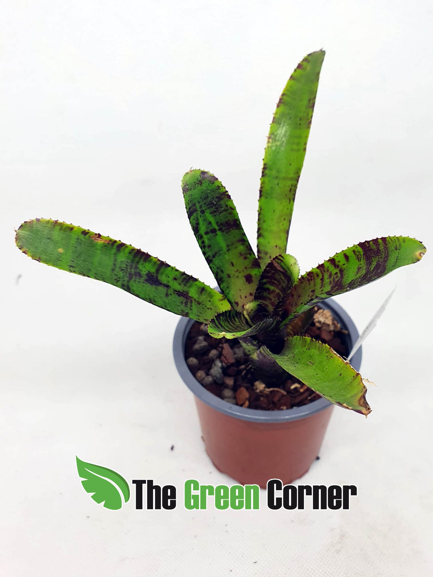 Neoregelia Eclipse 3
