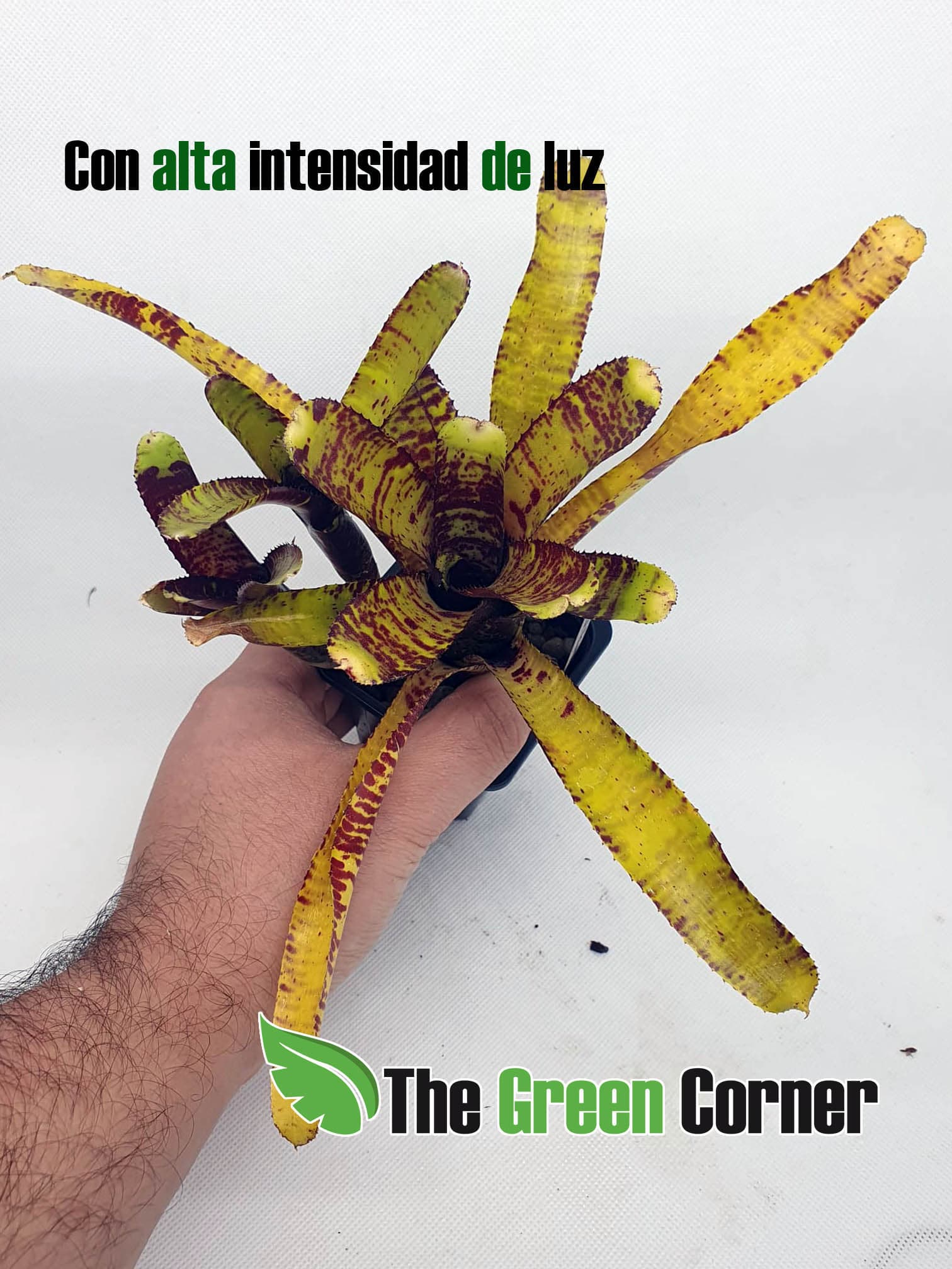 Neoregelia Eclipse. especie de la familia de las Bromelias