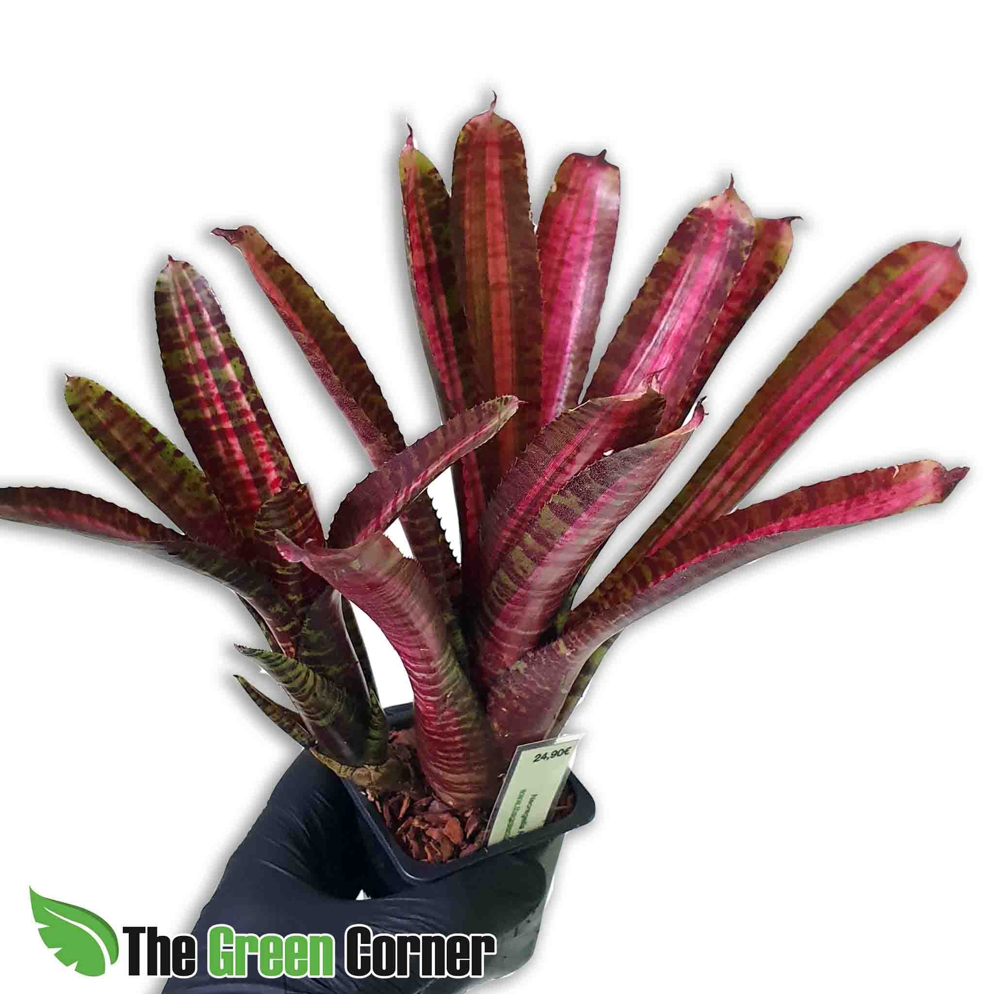 Neoregelia Hot Flash: Preciosa y codiciada especie de colección para terrario