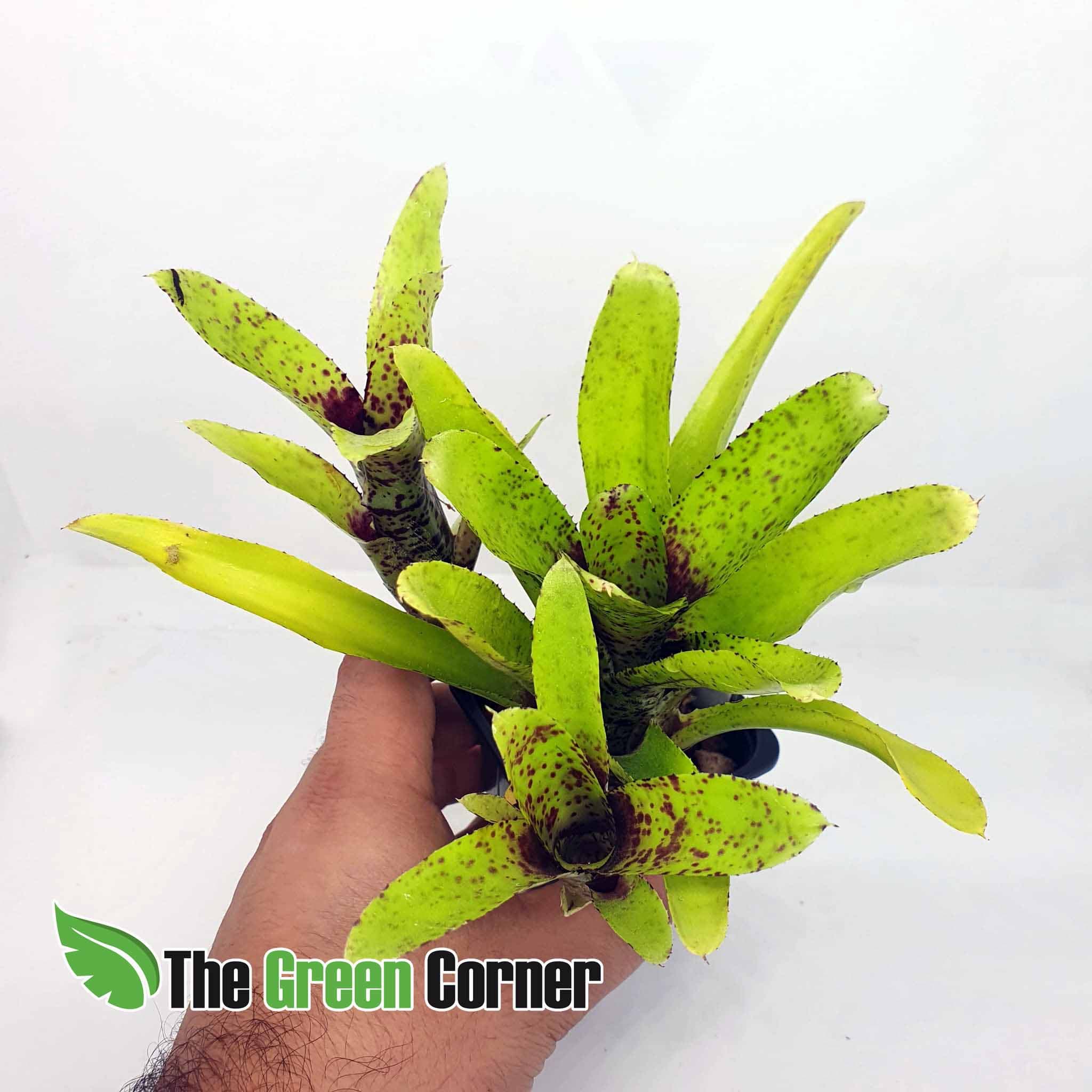 Neoregelia liliputeana x Shamrock: Preciosa variedad de Neoregelia con una coloracion impresionante