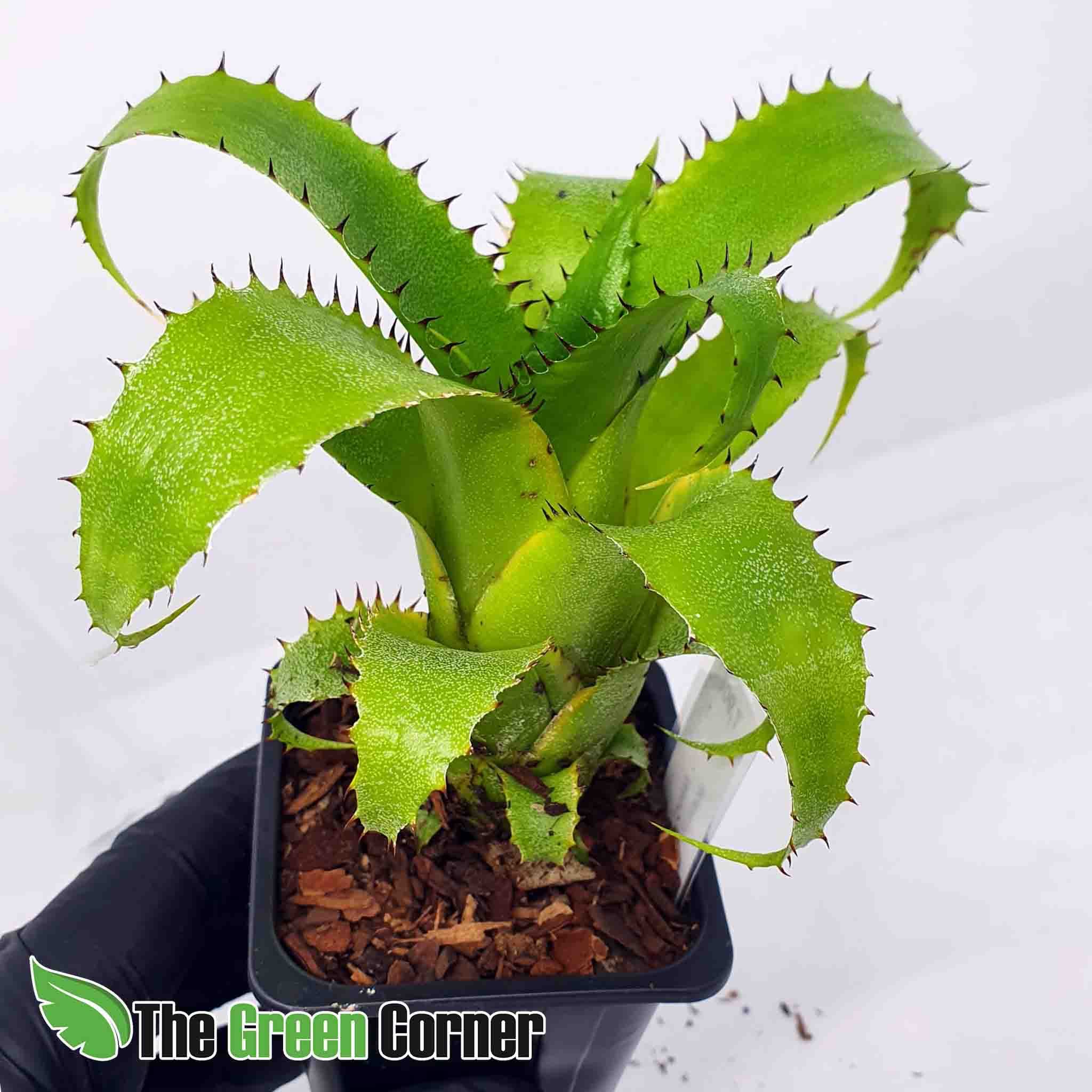 con protuberancias en forma de pequeñas espinas