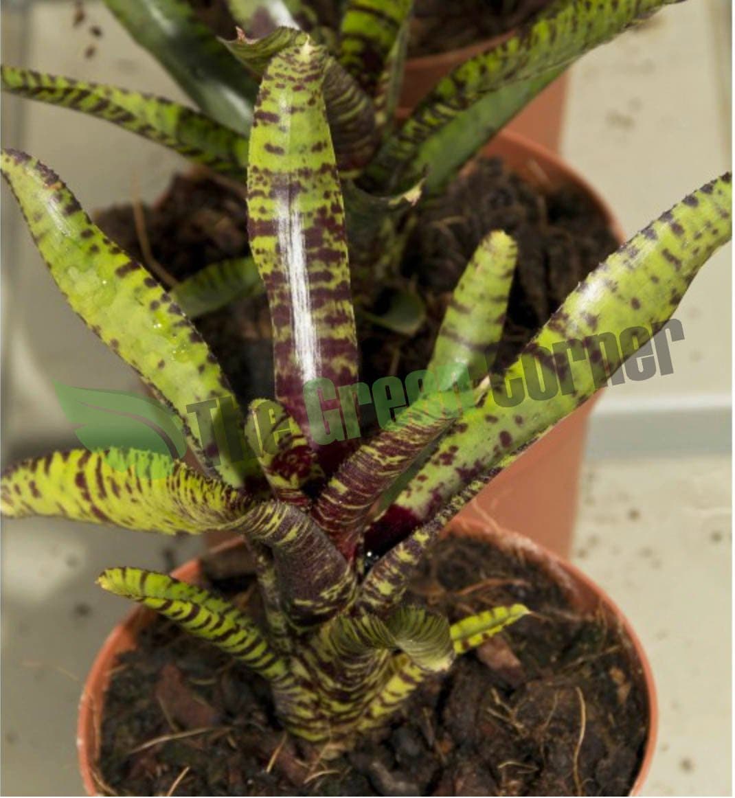 Neoregelia Petit Minou. Preciosa bromelia de medio tamaño