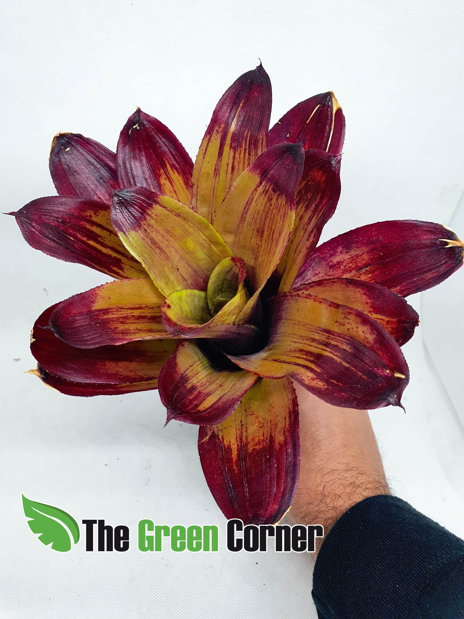 Neoregelia Strawberry Roan: Impresionante neoregelia de colección