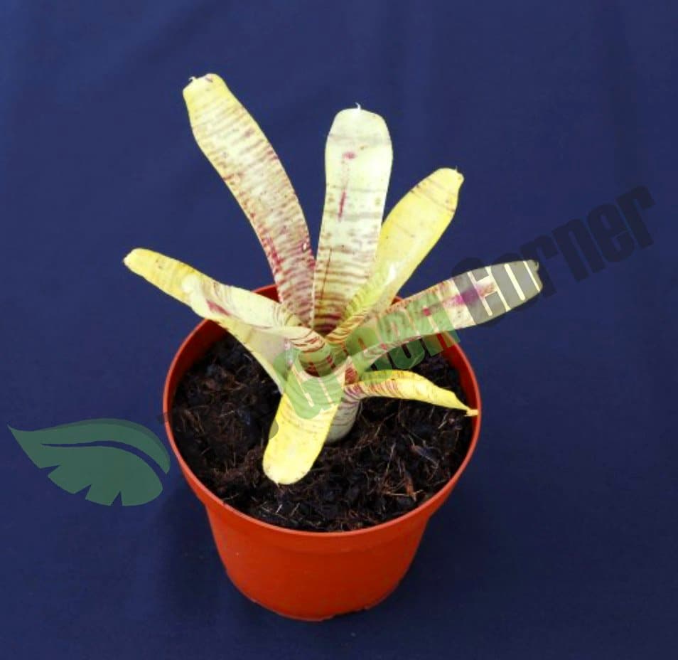 Neoregelia tigrina. Impresionante Especie con unos colores anaranjados y bandas atigradas. Ejemplares de porte medio. Espectaculares.
