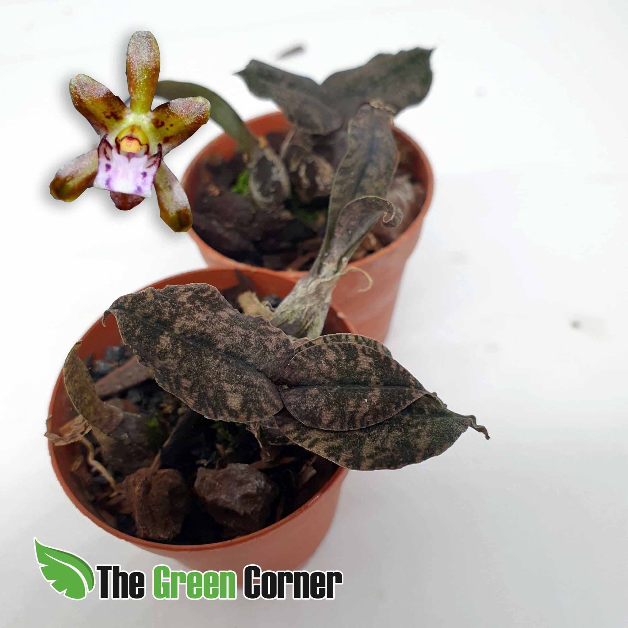 Oeceoclades roseovariegata: La Orquidea Piedra