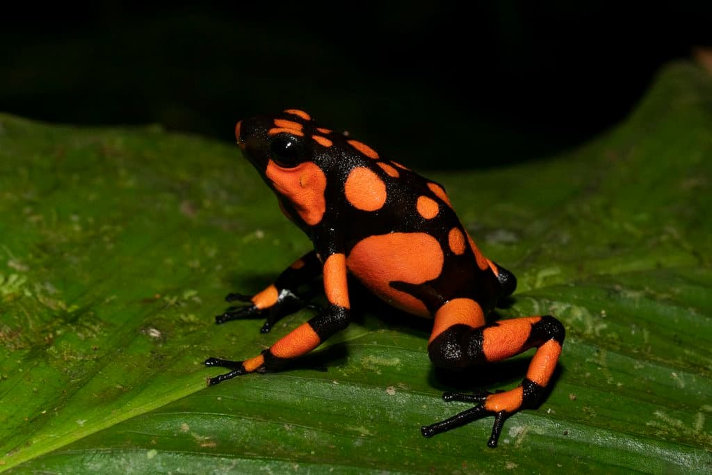 ranas del genero Oophaga etc...