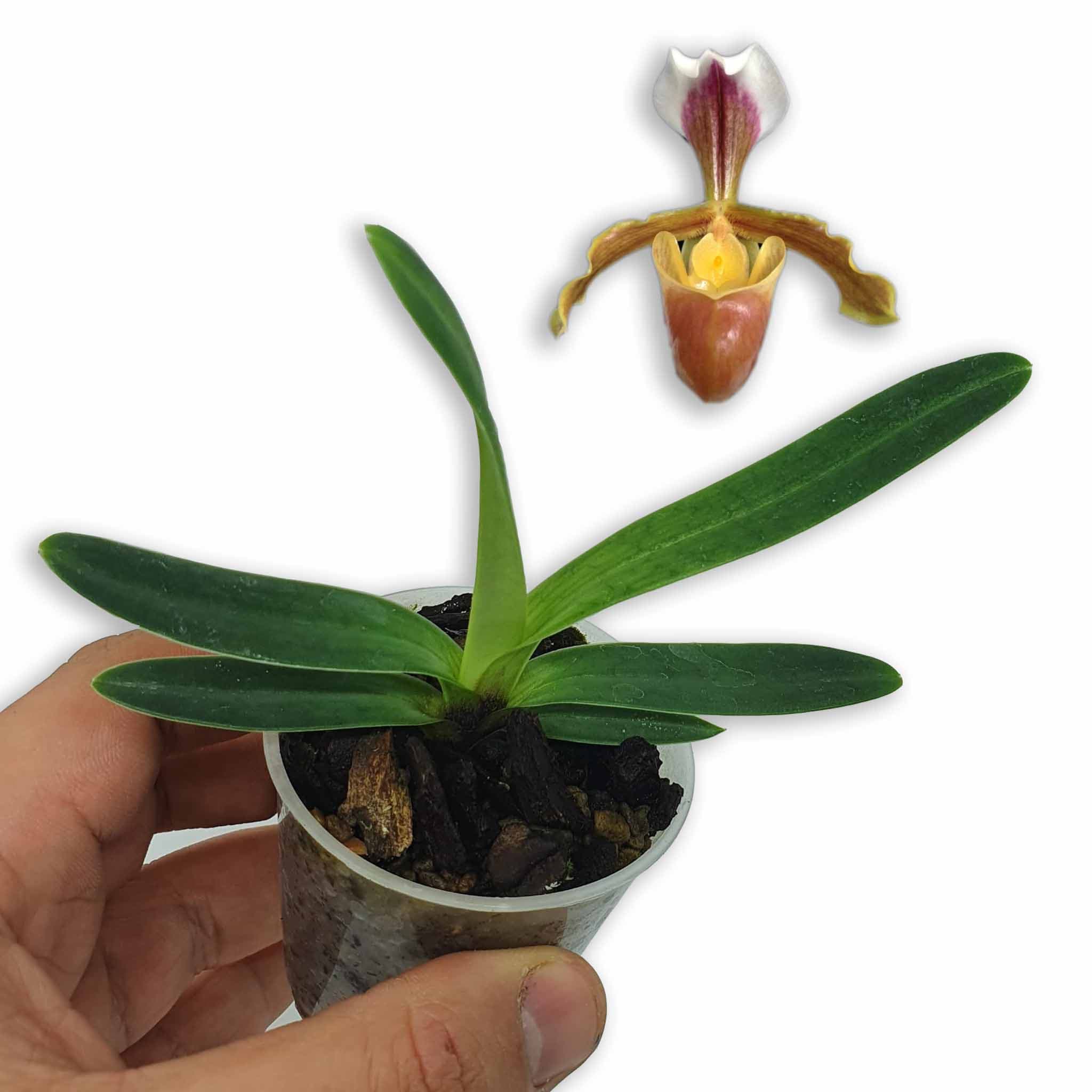 Papiopedilum coccineum: Un pequeño zapatito