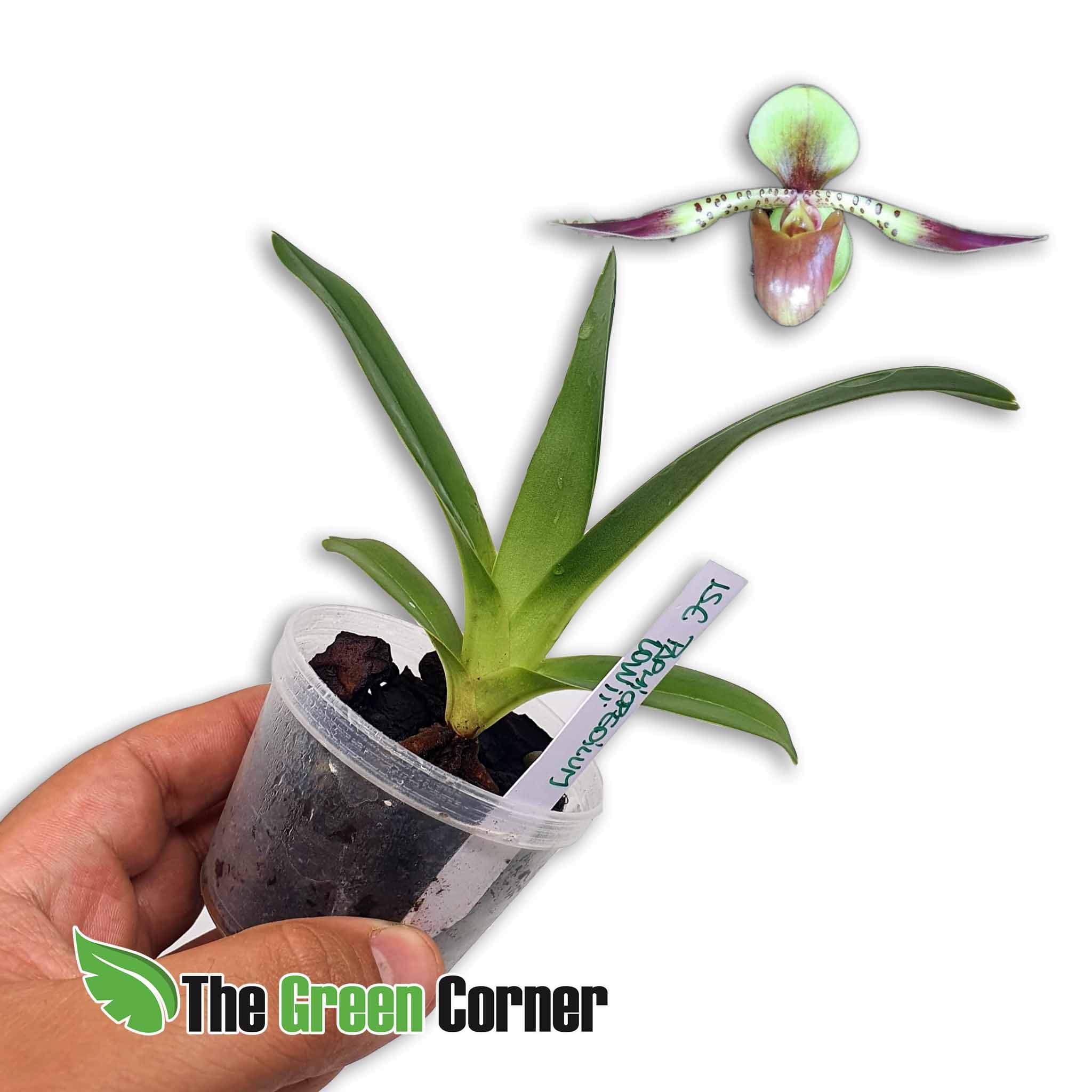 Paphiopedilum lowii: Uno de los zapatitos mas impresionantes de todos