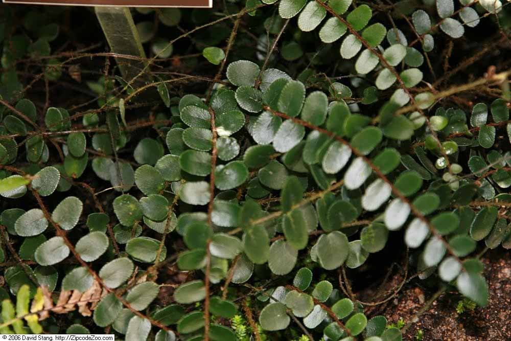 Pellaea Rotundifolia: helecho boton 2