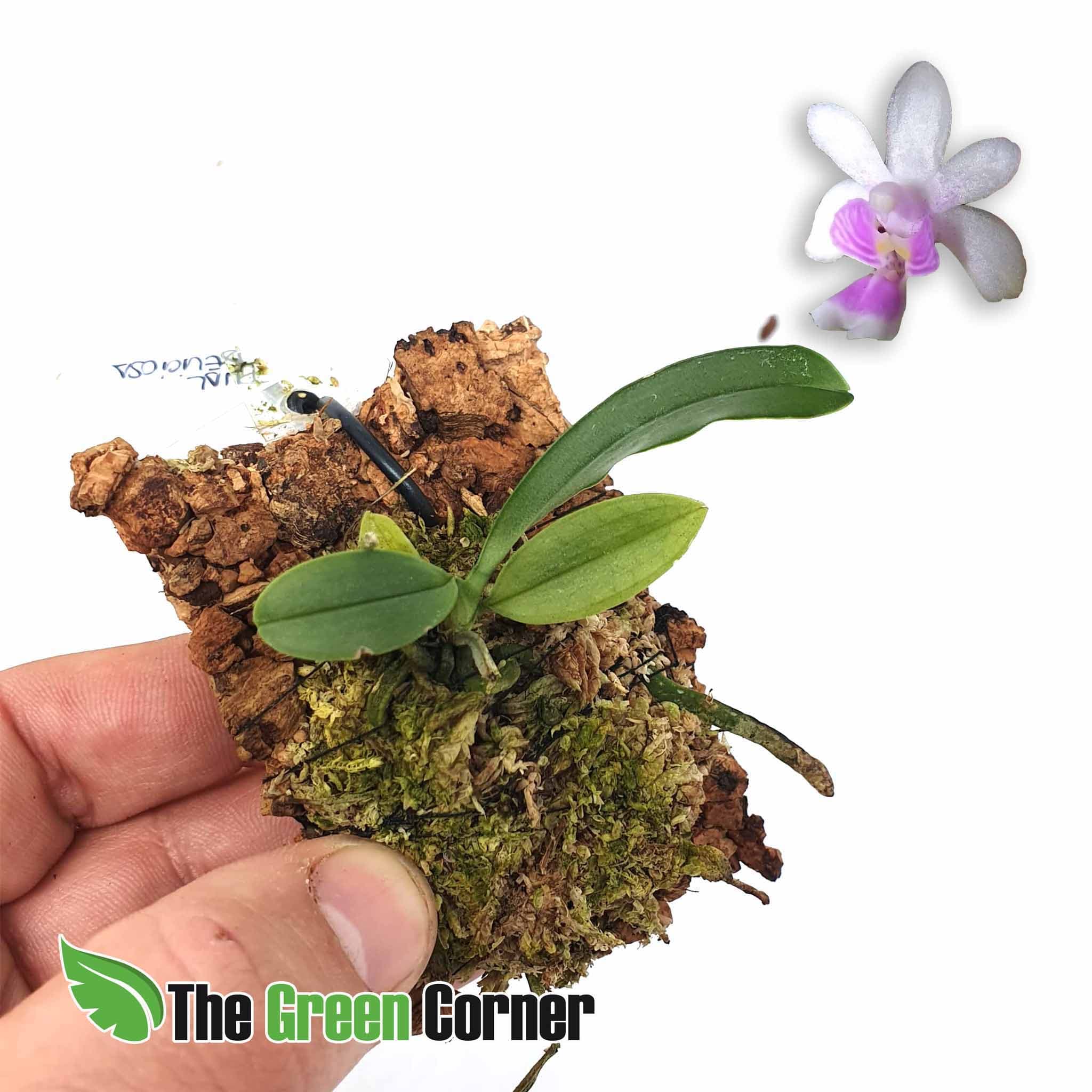 Phalaenopsis deliciosa: Espectacular phalaenopsis miniatura con una floracion impresionante