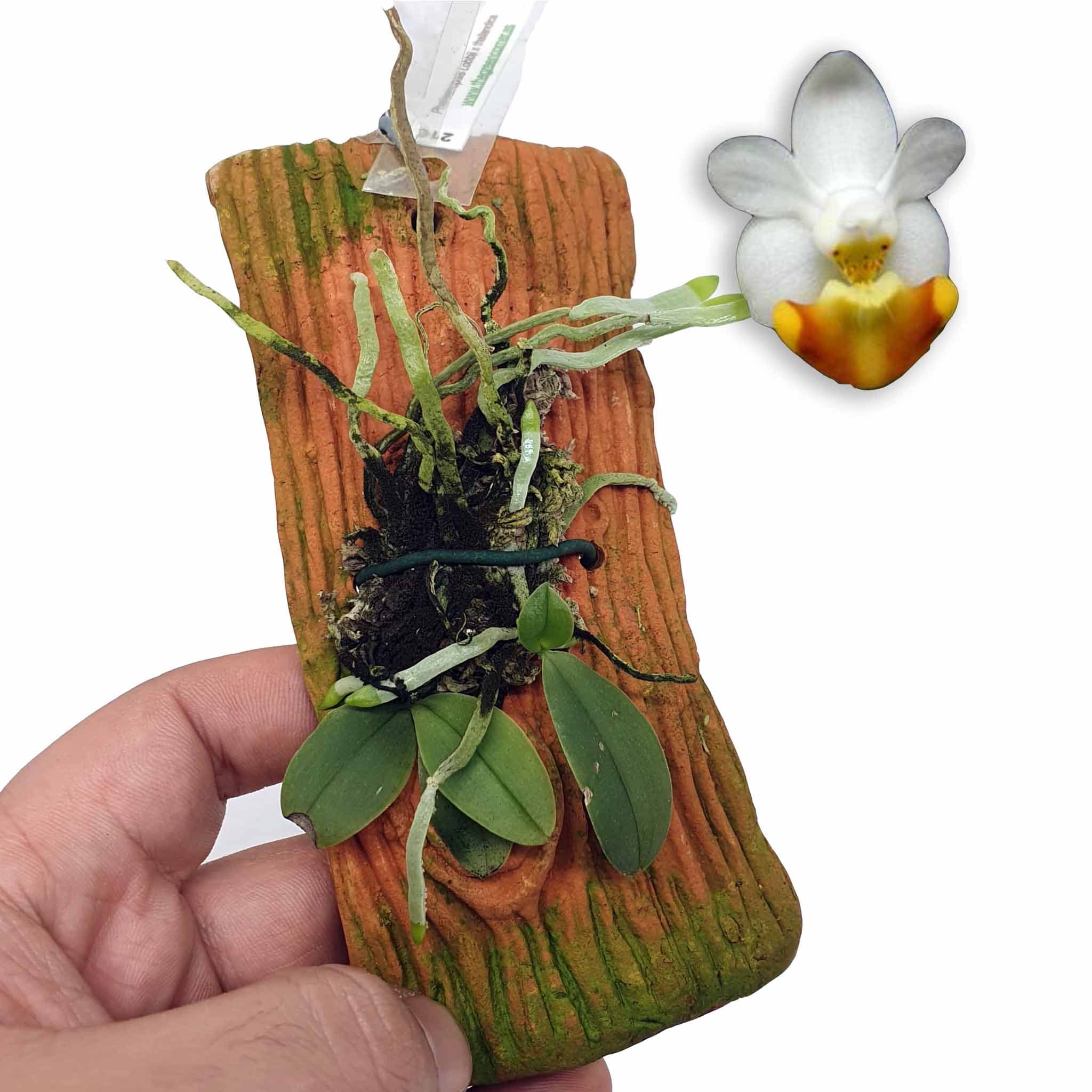 Phalaenopsis Lobbi x Thailandica: Impresionante Hibrido primario de una de las miniaturas mas bonitas que podemos encontrar. Ejemplares de coleccion.