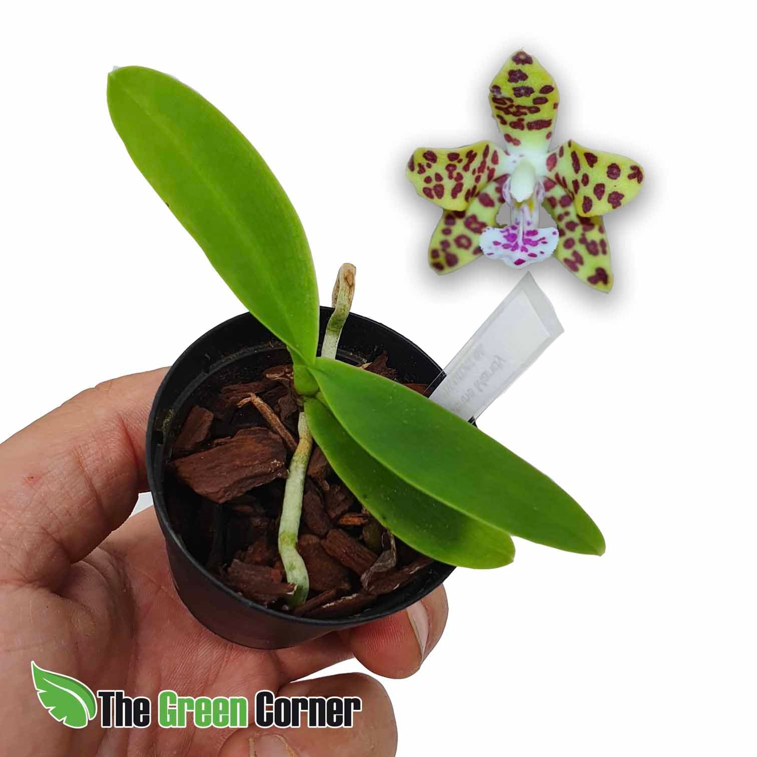Phalaenopsis Senne Mandy: Preciosa variedad de nuestras queridas phalaenopsis