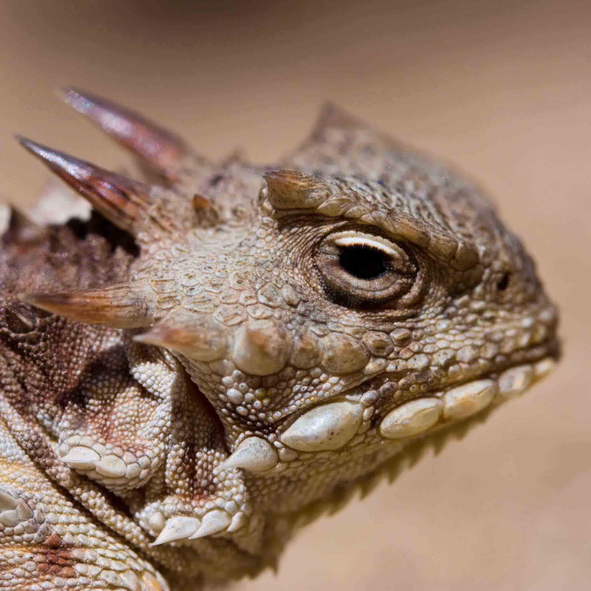 REPASHY FORMIC-CAL PLUS 85gr, suplemento de ácido fórmico para reptiles 4