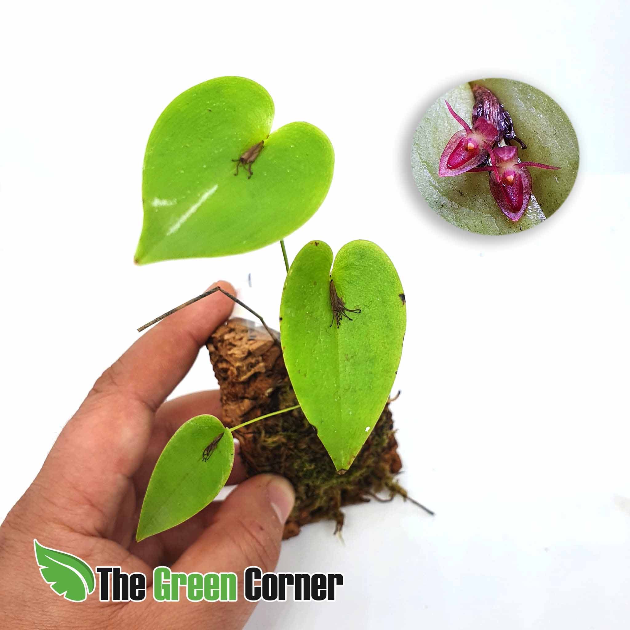 Pleurothallis erythrium: Preciosa especie de nuestra seccion Orquideas de Ecuador. Donde encontraras las especies mas codiciadas de este Pais