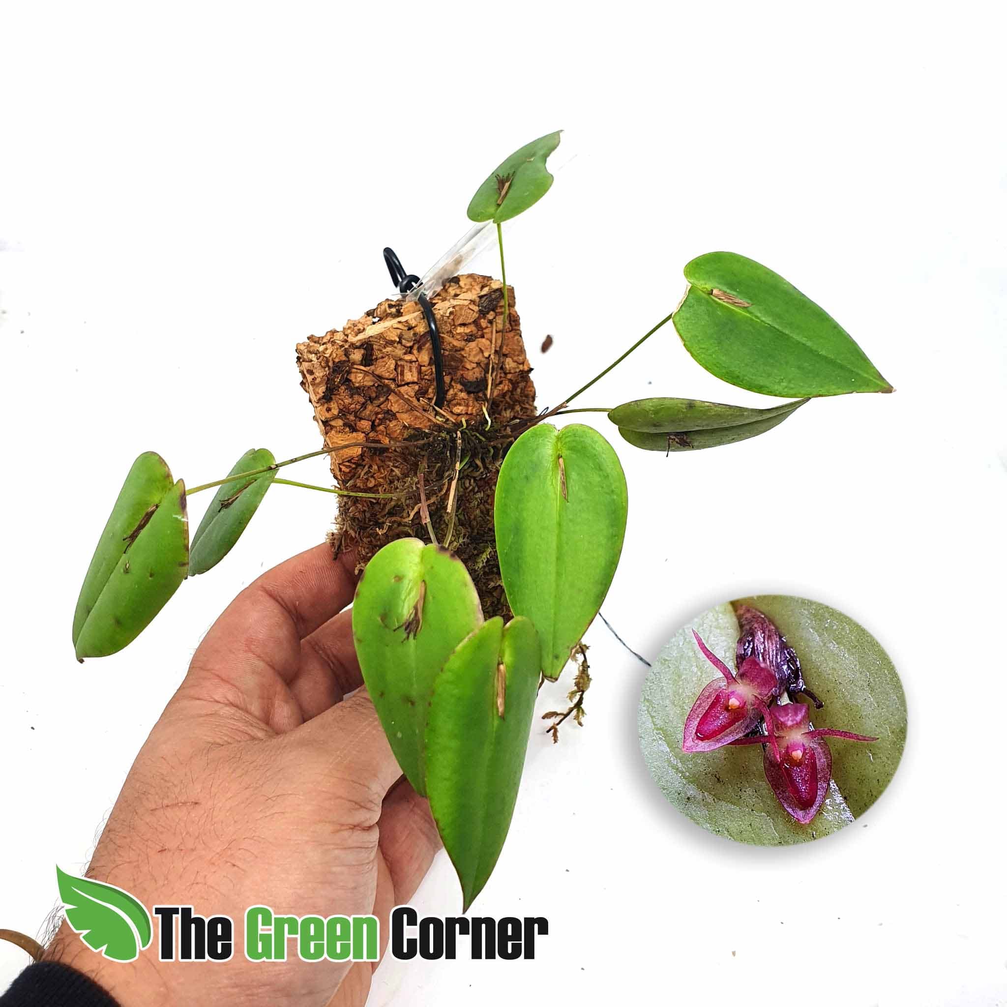 Pleurothallis erythrium: Orquideas de ecuador 2