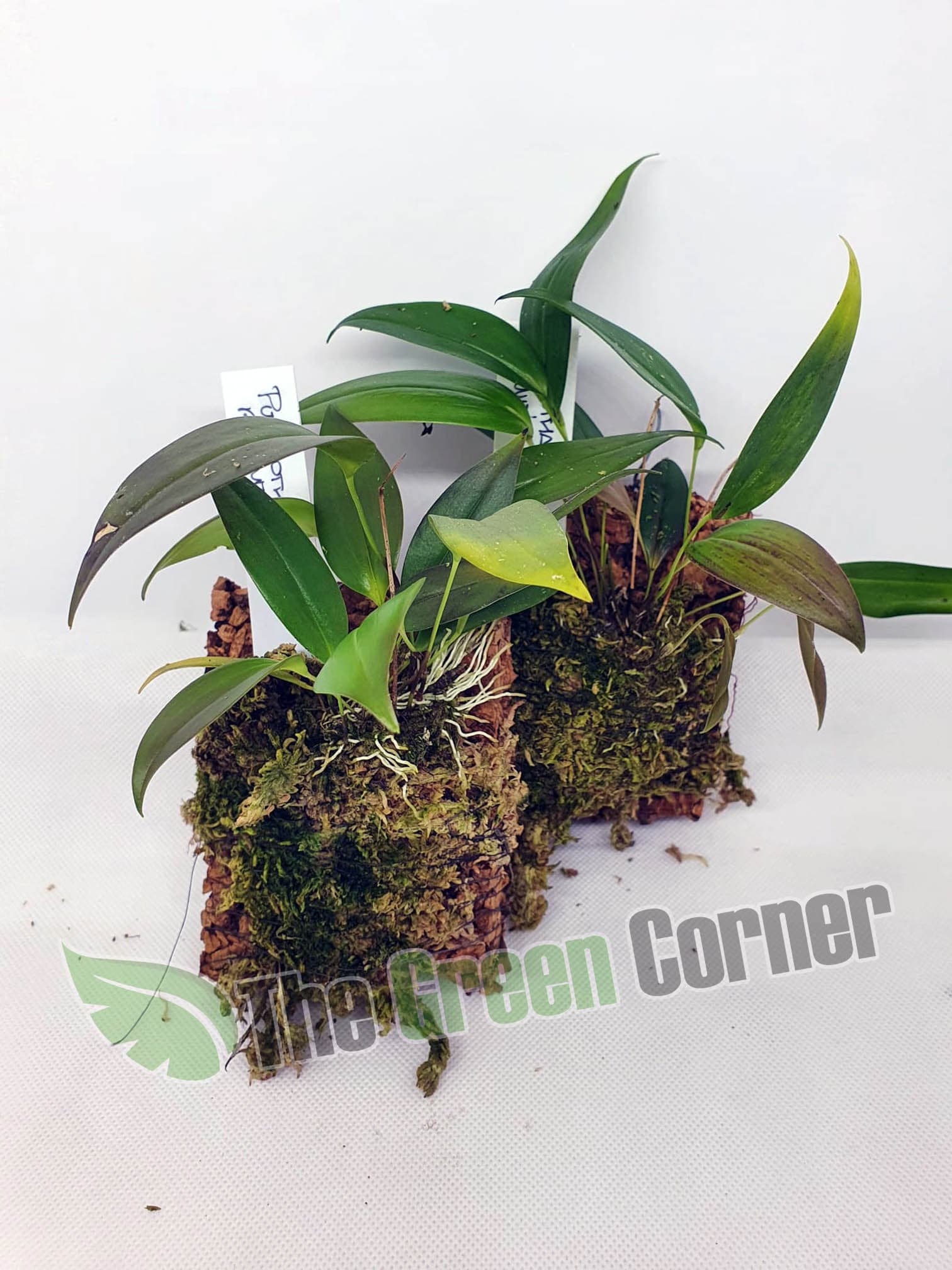 Pleurothallis rowleei: Orquidea de tamaño medio 2