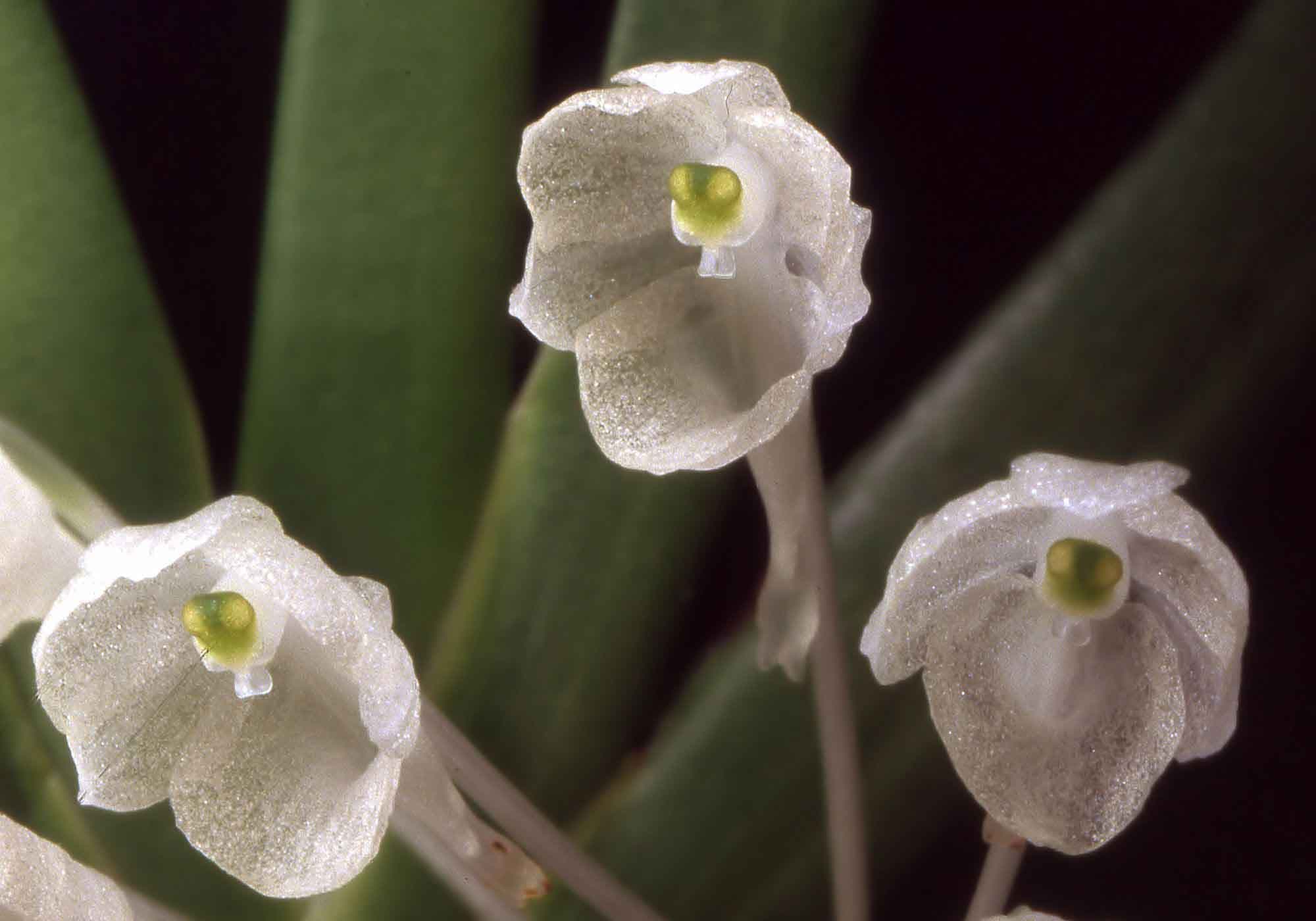  Podangis dactyloceras 3