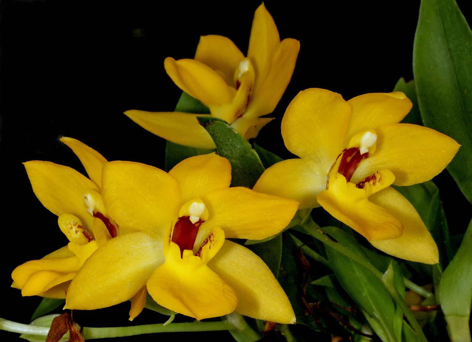 Promenaea xanthina: Orquidea de tamaño medio 2