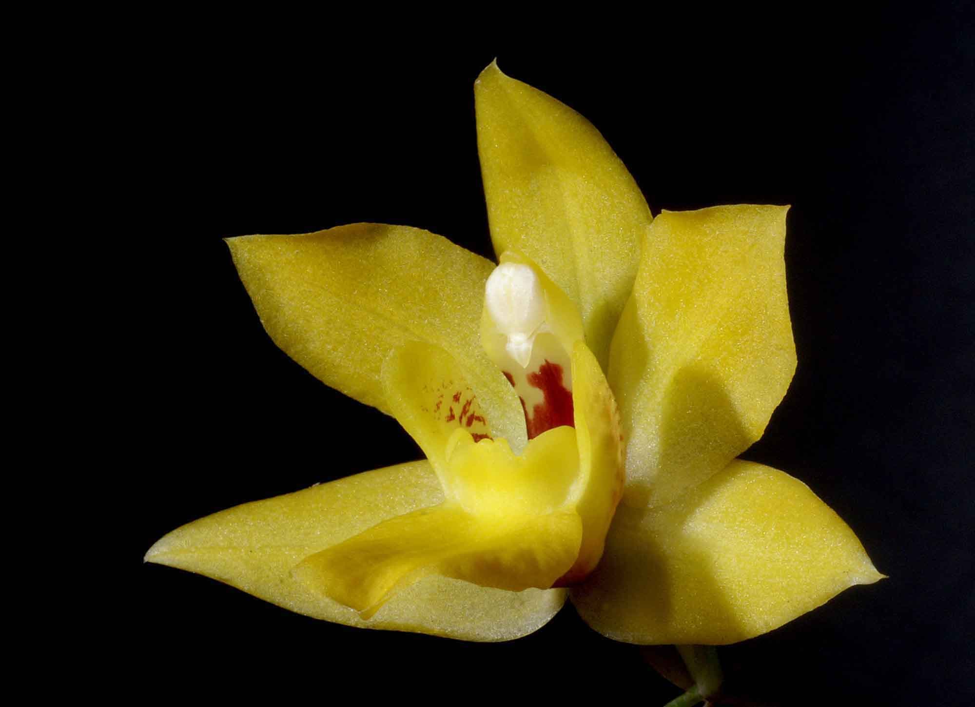 Promenaea xanthina: Orquidea de tamaño medio 3