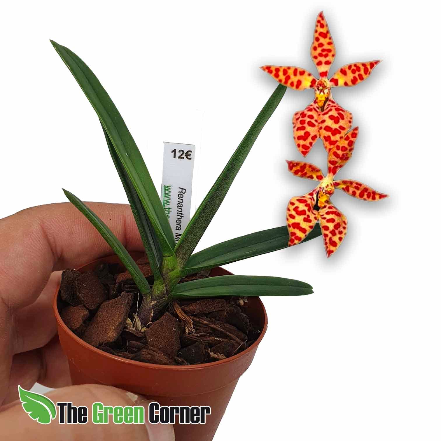 Renanthera monachica: preciosa orquidea que crece a altitudes muy simimilares a las que tenemos en España. una especie de facil mantenimiento.