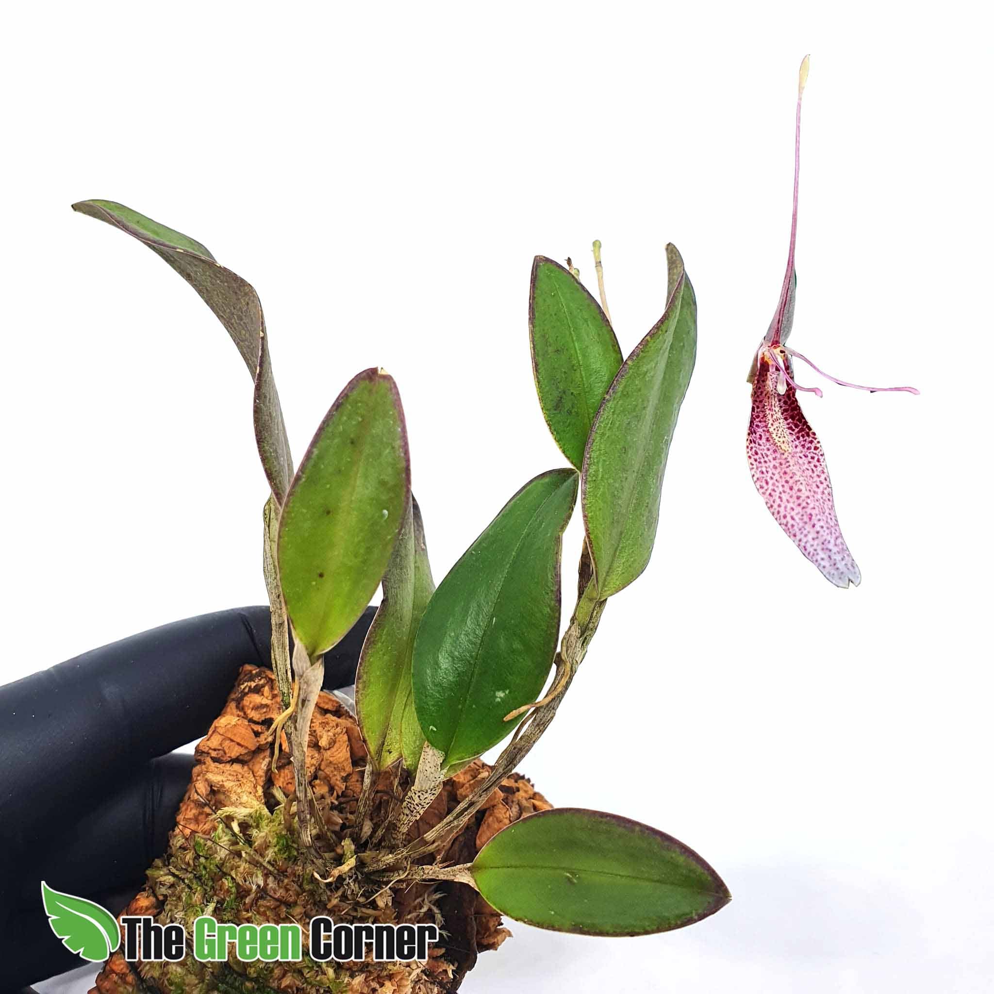 Restrepia Dodsoni es una orquídea de pequeño tamaño que crecerá de forma estupenda en casa. Florecen varias veces al año. Muy sencilla.