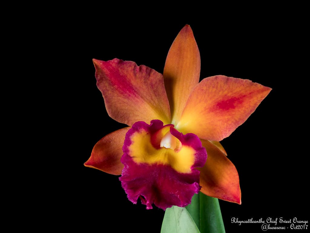 Rhyncattleanthe Chief Sweet Orange: Hibrido primario Naranja 2