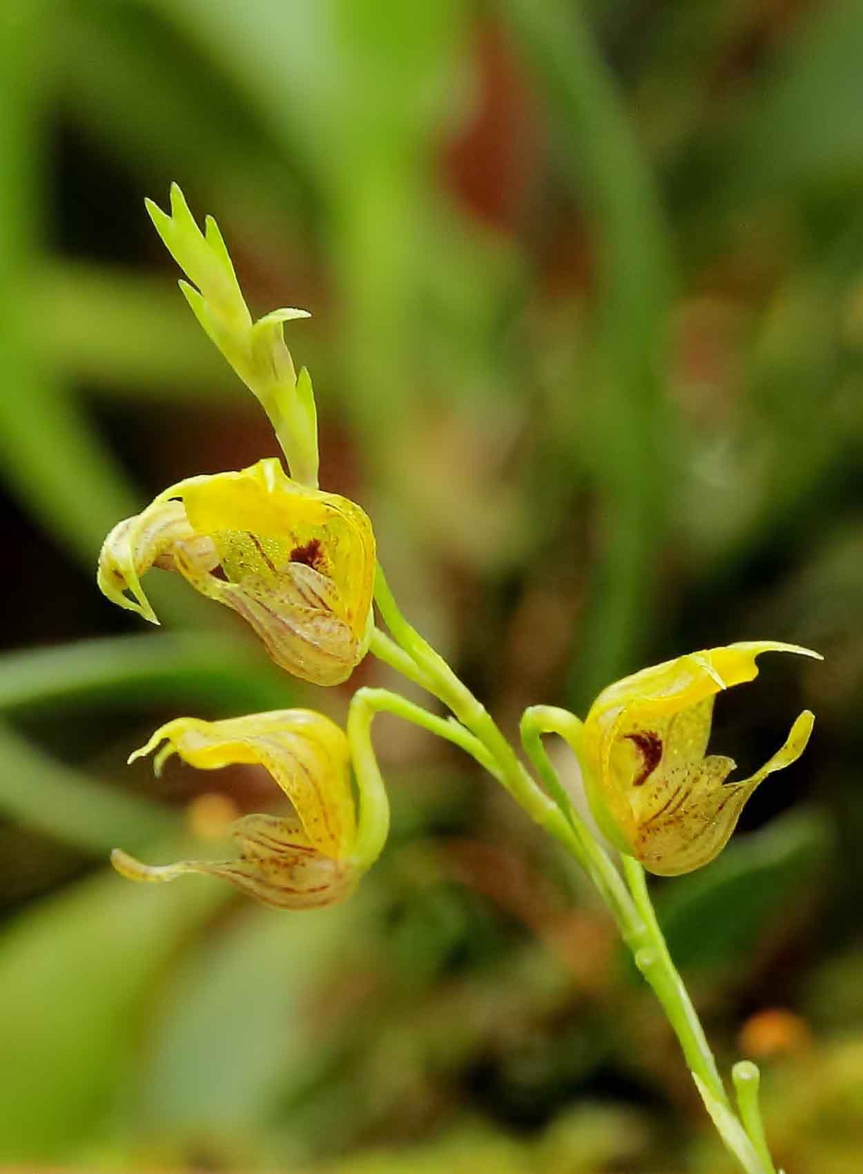 Scaphosepalum Verrucosum: Orquídea muy rara